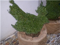 7984aca7-Picture 3420.jpg